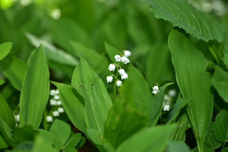 meiklokje - Convallaria majalis – lelietje der dalen - schuilplaats - kikkers - insecten - egels - met - tuinplanten